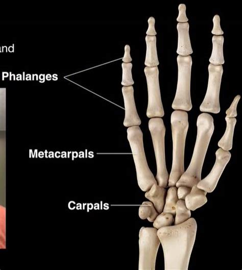 Bones Of The Hands – Welcome to SYS MEDTECH INTERNATIONAL PRIVATE LIMITED