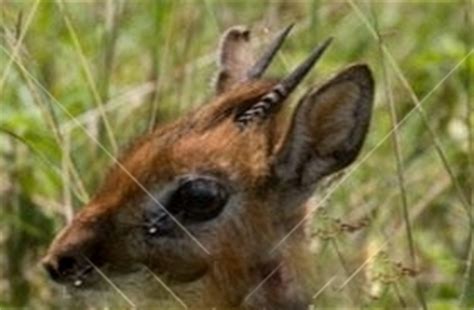 Bates Pygmy Antelope Hunting