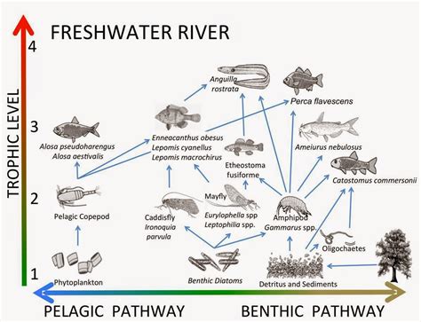 Food Webs and Trophic Dynamics: an Ecosystems Perspective: Freshwater ...