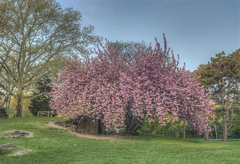 Kwanzan Cherry Tree for Sale | Trees.com