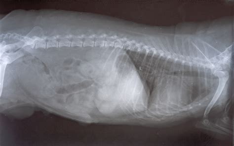 10618727 – small dog (yorkie) x-ray scan with cancer pathology – sCH Dog Center Blog