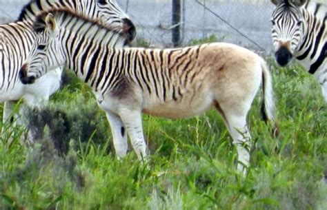 Image: Courtesy of Quagga Project. Fifth Generation Rau Quagga. South Africa. QUAGGA The quagga ...