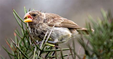 Darwin’s Finches Could Be Extinct in 50 Years | Discovery Blog | Discovery