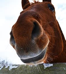 Horses-Volunteer | Lollypop Farm