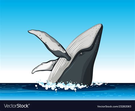 Blue Whales Jumping