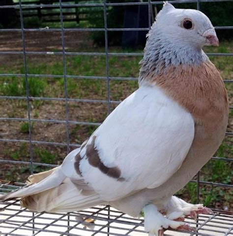 Pigeons Lots Of Breeds To Chose From | Pigeon breeds, Pet birds, Pigeon