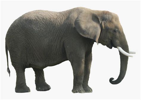 Download Elephant Png Clipart - Body Parts Of An Elephant, Transparent ...