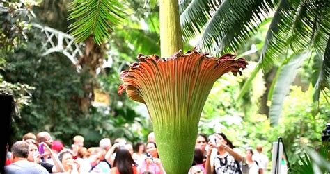 Stop And Smell The Corpse Flower, The Largest Flower On Earth