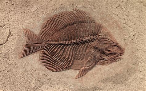 Where Can You Find Fossils? | Wonderopolis