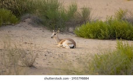 1,933 Arabian gazelle Images, Stock Photos & Vectors | Shutterstock