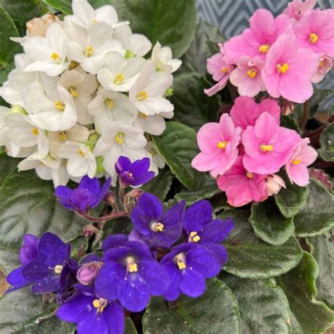 The easiest way to grow and care for African Violets at home