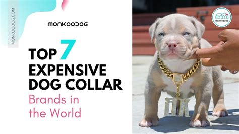 Top 7 Most Expensive Dog Collar Brands in the World - Monkoodog