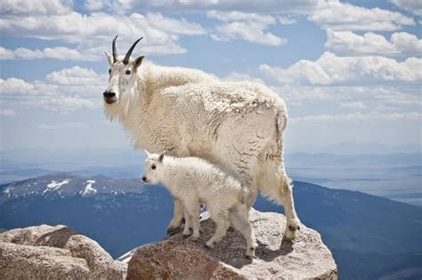 What Do Mountain Goats Eat? Their Diet Explained. - A-Z Animals