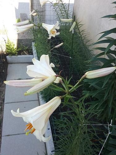 Lilium species and their subspecies, varieties and selections in the Lilies forum - Garden.org