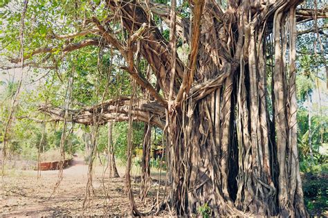 Banyan Tree Diagram