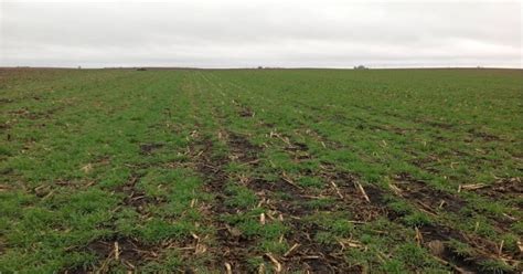 Knowing your winter cover crops