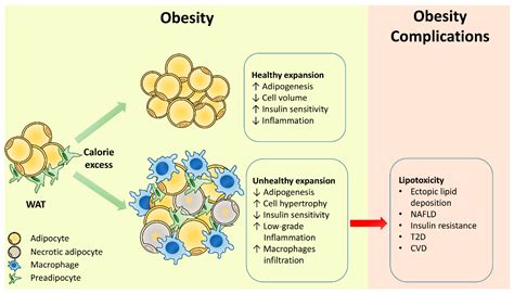 IJMS | Free Full-Text | Adipose Tissue Dysfunction as Determinant of Obesity-Associated ...