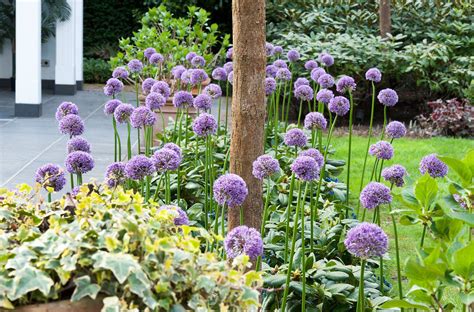 Allium Purple Sensation: A New Gardening Trend - Farmer Gracy's Blog