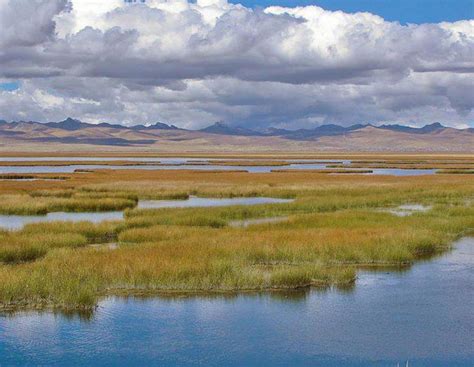 Freshwater Marshes - Avian Report