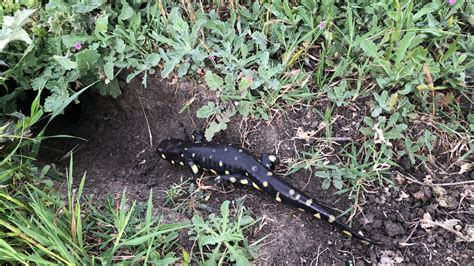 Tiger Salamander Habitat