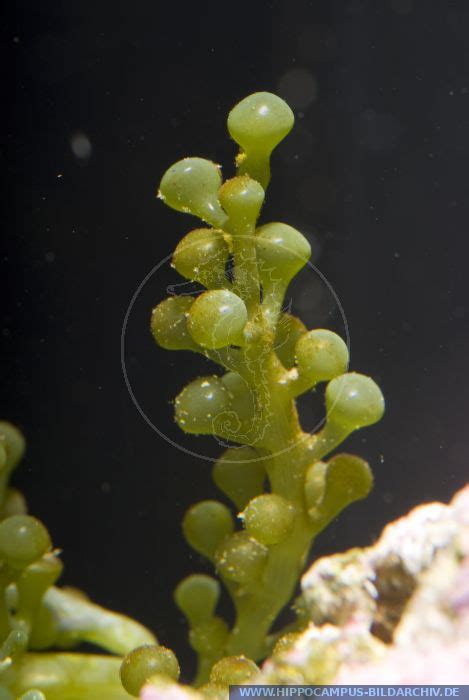 Caulerpa racemosa alias Algae :: Hippocampus Bildarchiv