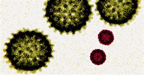 Nipah Virus Strikes Again: A Deep Dive into the Latest Outbreak | Health