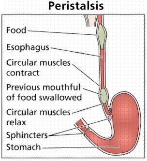 Health: DIGESTIVE SYSTEM