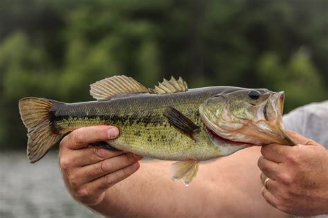 What do Bass Eat? 5 Best Live Baits for Catching Bass