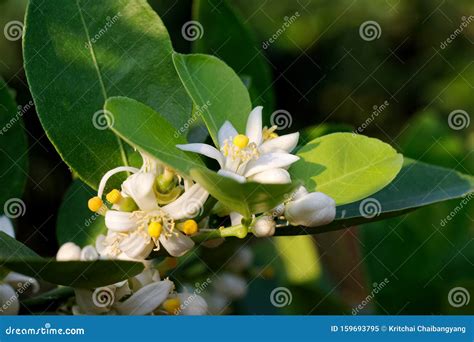 Lime Flowers Blossom on Tree Stock Image - Image of flowers, background: 159693795