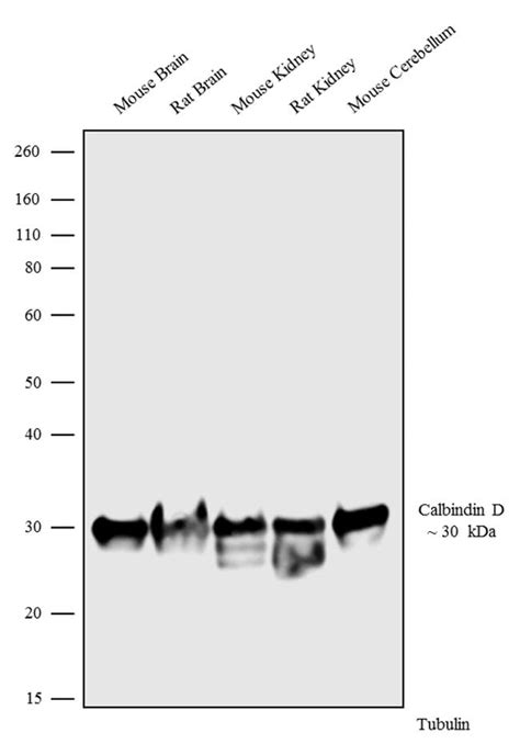 Calbindin D28K Antibody (702411)