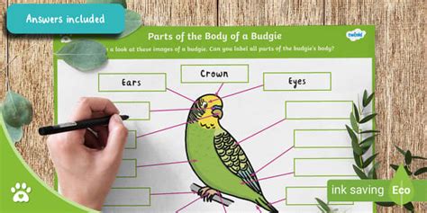 Parts of the Body of a Budgie - Labelling Activity - Birds