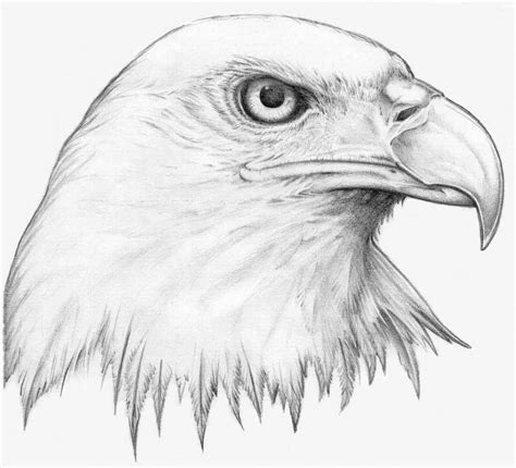 How To Draw Animals Realistic Easy : It's not easy to draw a realistic ...