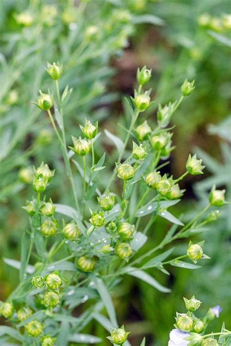 How to Grow Flax for Flowers, Seeds, and Oil | Gardener’s Path