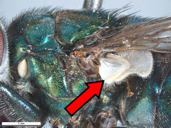 Family Calliphoridae – ENT 425 – General Entomology