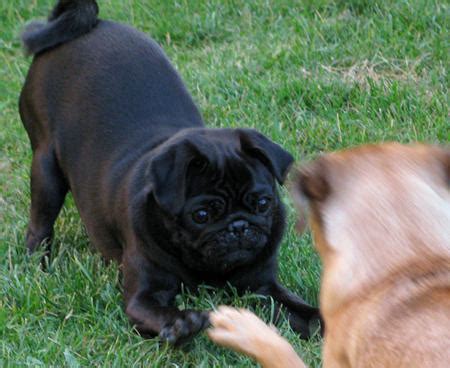 Pugsley the Pug | Dogs | Daily Puppy