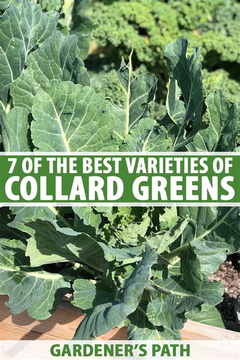 Collard Greens Meaning - Taka Vegetable