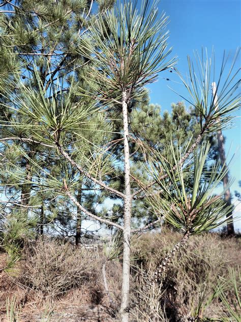 Torrey Pine | Medium Tree Seedling – The Jonsteen Company