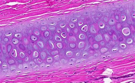 Undergraduate | Cartilage, Tissue types, Histology slides