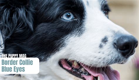 Border Collie Blue Eyes – Photos & 5 Things To Know – The Puppy Mag