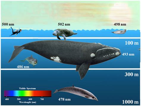 Frontiers | Adaptations of Cetacean Retinal Pigments to Aquatic Environments