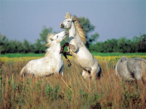 壁紙、馬、動物、ダウンロード、写真