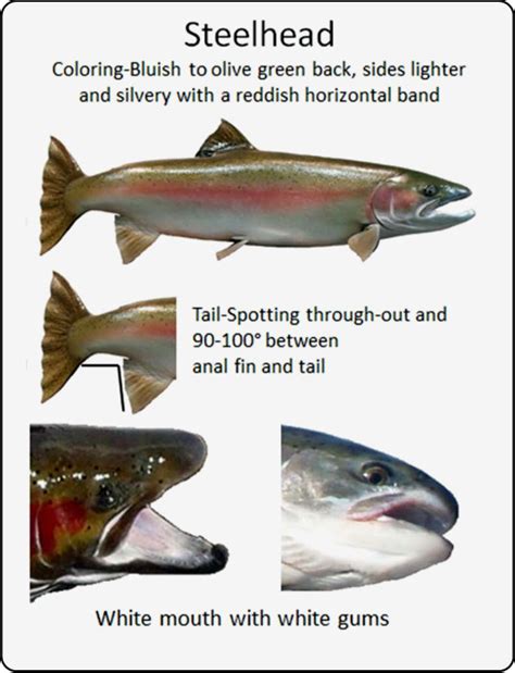 Chinook, Coho, Steelhead - How To Identify Them | Idaho Fish and Game