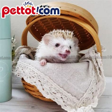 Nuôi nhím cảnh cần gì? - Pettot.com - Shop thú cưng