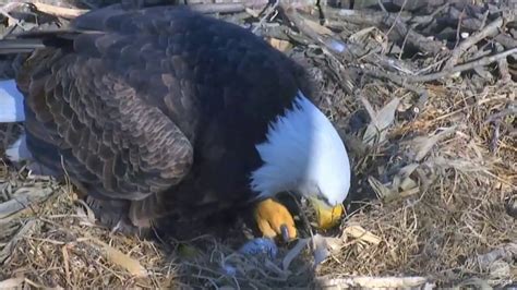 2016-03-11 First egg Decorah Eagles - North Nest - YouTube