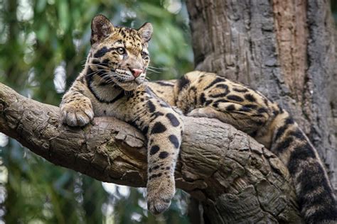 On the trail of the Sunda Clouded leopard in Borneo - The Wildlife Diaries