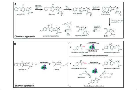 | (A) Traditional chemical synthesis of β-lactam antibiotics. (B ...