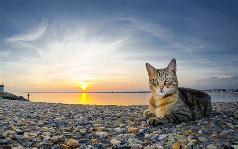 Sunset Watcher Cat HD Wallpaper