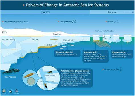 Frontiers | Biological responses to change in Antarctic sea ice habitats