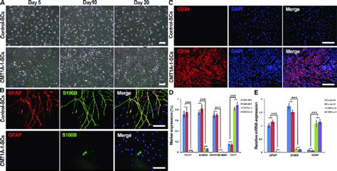 CMT1A NCSCs Were Induced to Differentiate into Schwann Cells (A) Serial... | Download Scientific ...