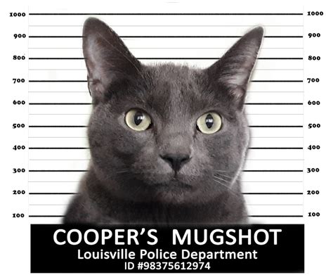 YOUR CAT'S MUGSHOT A mugshot of your cat on a | Etsy